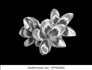 Silver Flower High Res Stock Images Shutterstock