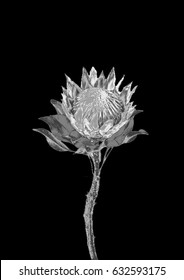 Silver flower