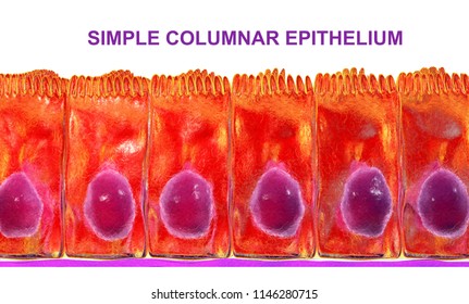 Simple Columnar Epithelium, 3D Illustration. Histology Background. Columnar Epithelium Is Found In Digestive System, Uterus