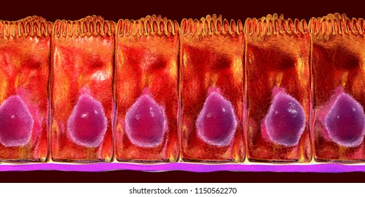 Simple Columnar Epithelium, 3D Illustration. Histology Background. Columnar Epithelium Is Found In Digestive System, Uterus