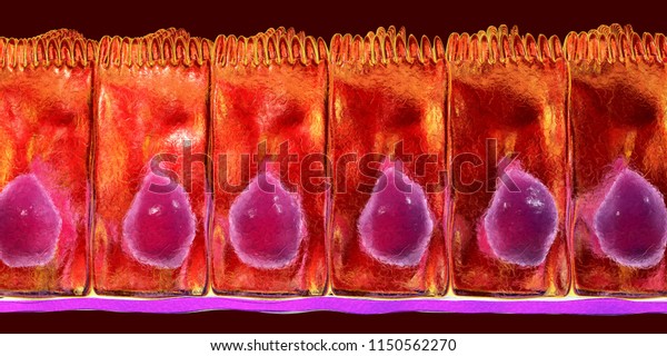 Simple Columnar Epithelium 3d Illustration Histology Stock Illustration ...