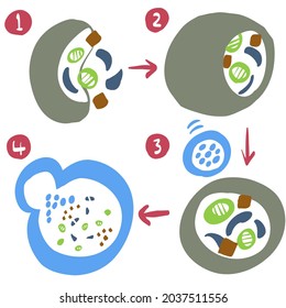 Simple And Cute Illustration Of Autophagy