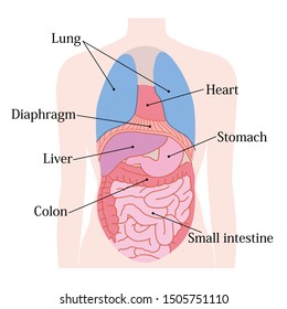 Simple and easy to understand internal organs illustration