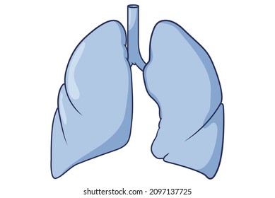 Simple Illustration Of Lower Parts Of The Respiratory System, Lungs, Bronchi, Trachea