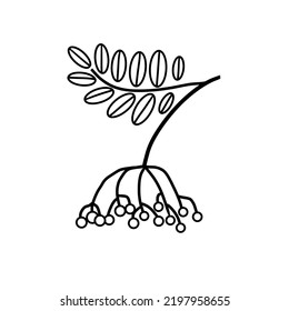 Simple Illustration Of Rowan Berry Branch With Leaves And Berries Isolated On White, Doodle Style Flat Drawing For Cards, Sites, Kids Coloring Books, Web Design, Clothing Prints