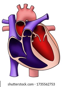 a simple model of the human heart as part of the circulatory system