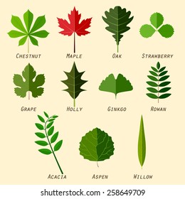 Simple Silhouettes Leaves Names Plants Flat Stock Illustration 258649709