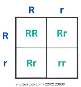Simple version of the Punnett Square, Sometimes spelled as the Punnet Square. Useful for high school biology.