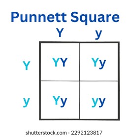 Simple version of the Punnett Square, Sometimes spelled as the Punnet Square. Useful for high school biology.