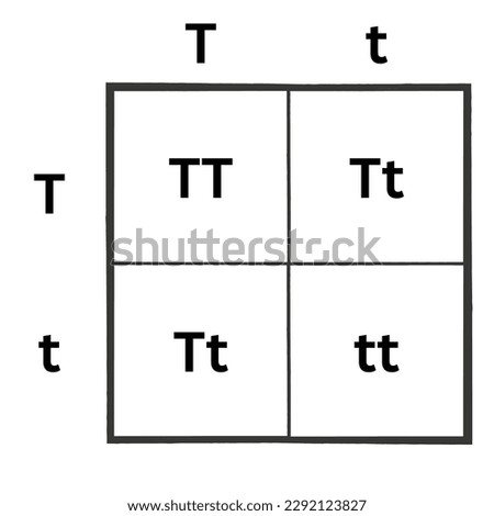 Simple version of the Punnett Square, Sometimes spelled as the Punnet Square. Useful for high school biology.