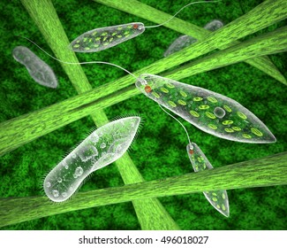 Euglena On Microscope Images Stock Photos Vectors Shutterstock