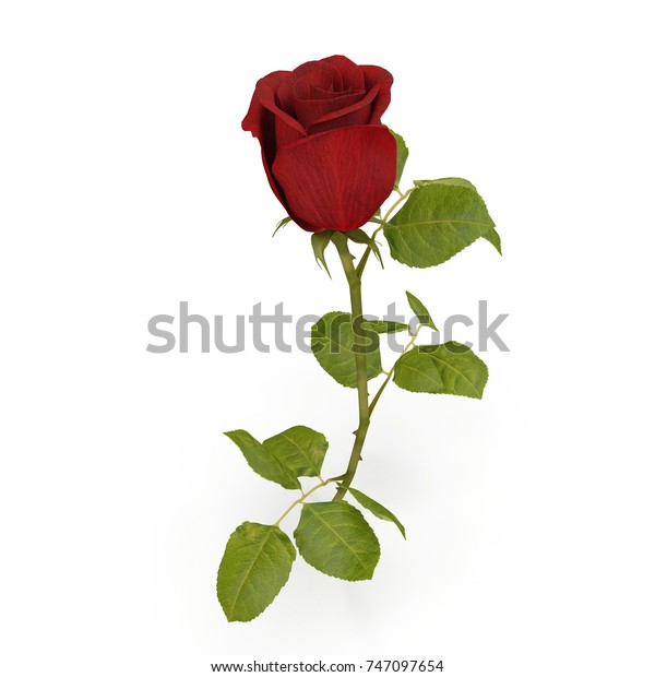 白い背景に単一の美しい赤いバラ 3dイラスト のイラスト素材