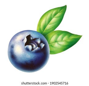 Single Blueberry With Two Leaves, Illustration