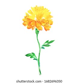 Single Flower French Marigold Watercolor Drawing On A White Background