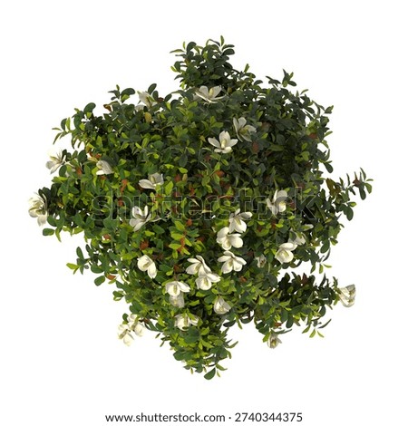 Single Flowering tree isolated on white background. lush green leafy tree 3D render with transparent background PNG in sunny daylight with soft, natural lighting. Full tree cutout isolated on white background with copy space. Photorealistic Ornamental Flowering tree with leaves and trunk isolated on white background. isolate small trees with copy space for design backgrounds, architecture visualization, landscape design projects, exterior renderings, urban planning presentations, environmental graphics, real estate marketing, garden planning concepts, 3D compositing, and nature themed backdrop layouts. Foreground plant with branches composition on clean, white backdrop. high angle view, Above View or Top view of Magnolia grandiflora, commonly known as the southern magnolia or bull bay.