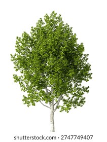 Single green tree isolated on white background. large and mature lush green leafy tree 3D render with transparent background PNG in sunny daylight with soft natural lighting. Full tree cutout isolated on white background with copy space. Photorealistic Green tree with leaves and trunk isolated on white background. plant with foliage isolated on clean solid plain backgrounds. isolate big tall trees with copy space for design backgrounds, architecture visualization, landscaping element or asset, landscape design projects, exterior renderings, urban planning presentations, environmental graphics, real estate marketing, garden planning concepts, 3D compositing, and nature themed backdrop layouts. Foreground plant with branches composition on clean, white backdrop. Front view, Side view of Populus tremula commonly known as the European aspen Or Populus.