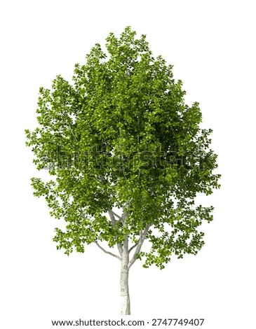 Single green tree isolated on white background. large and mature lush green leafy tree 3D render with transparent background PNG in sunny daylight with soft natural lighting. Full tree cutout isolated on white background with copy space. Photorealistic Green tree with leaves and trunk isolated on white background. plant with foliage isolated on clean solid plain backgrounds. isolate big tall trees with copy space for design backgrounds, architecture visualization, landscaping element or asset, landscape design projects, exterior renderings, urban planning presentations, environmental graphics, real estate marketing, garden planning concepts, 3D compositing, and nature themed backdrop layouts. Foreground plant with branches composition on clean, white backdrop. Front view, Side view of Populus tremula commonly known as the European aspen Or Populus.