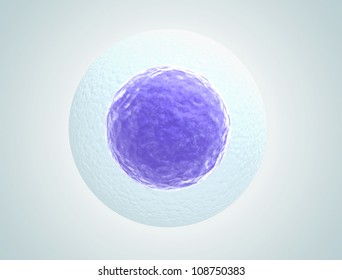 Single human egg cell high quality 3d render