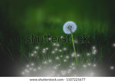 Similar – Daisy meadow daisy Meadow