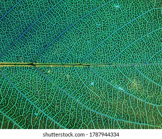 Single leaf macro view with leaf veins visible (a landscape background with green and blue glowing edges)