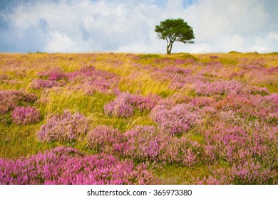 Single lonely solo tree standing alone with purple heather on the Quantock Hills in Somerset England uk illustration like oil painting