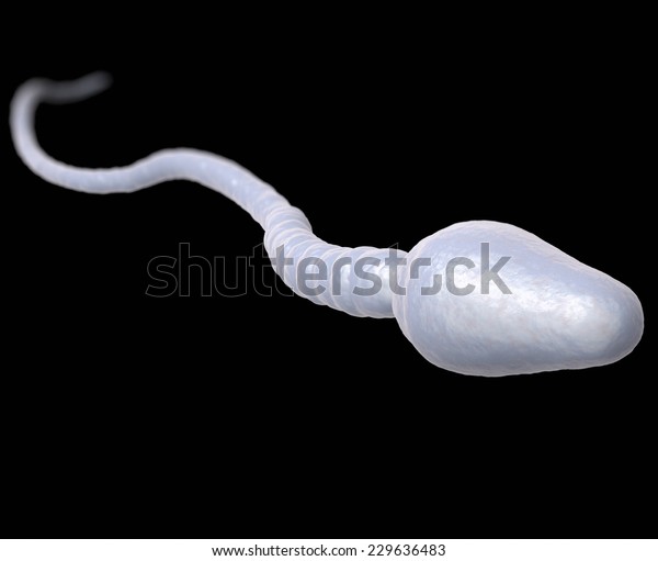 Single Male Sperm Cell Stock Illustration 229636483 Shutterstock