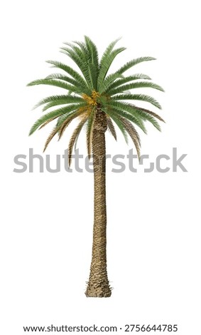Single palm tree isolated on white background. Isolated palm tree on white background with transparent background PNG in sunny daylight with soft natural lighting. Tall tropical palm tree with lush green palms leaves and textured trunk stands alone on white background with clipping path. Tropical palms plant with leaves and branches. Foreground Fronded trees with slender feathery fronds isolated on clean solid plain backgrounds. Realistic cutout palm tree, fully isolated with natural shadows and high resolution detail, perfect for architecture visualization, landscaping elements, garden planning, exterior renderings, travel or vacation promotions, social media graphics, posters, brochures, or nature themed backdrops. Versatile for compositing with copy space for text, banners, and layout projects, adding a lush, exotic, and sunny tropical feel to your creative work. Front view, Side view of Phoenix canariensis commonly known as the date palms.