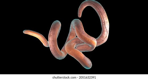 Single twisted nematode on a black background - 3d illustration