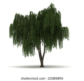 Single Willow Tree