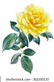 Single Yellow Rose, Watercolor, Drawing On Paper