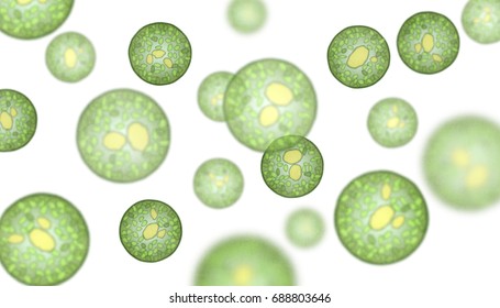 Single-cell algae with lipid droplets. Biofuel production. Illustration of microalgae under the microscope, isolated on white.