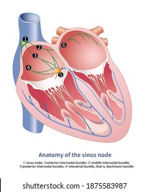 The sinoatrial node is located at the junction of the superior vena cava and the right atrium, which emits electrical impulses to control the heart and is the source of normal rhythm for most people.