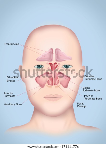 Sinus\
Diagram. Human Anatomy (with Labels\
version)