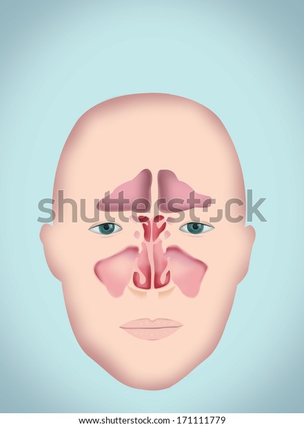 Sinus\
Diagram. Human Anatomy (without Labels\
version)