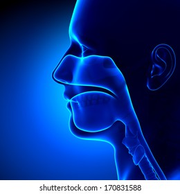 Sinuses - Clear Head Anatomy