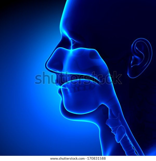 Sinuses Clear Head Anatomy Stock Illustration