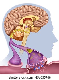 Sipnapsis Illustration And Brain Neurons, Indicating The Lack Of Dopamine