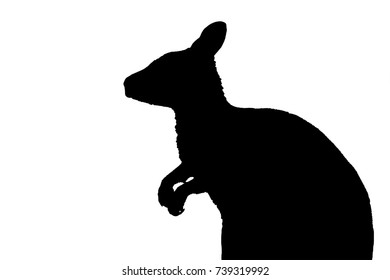 Sitting kangaroo shadowgraph, silhouette on white background
