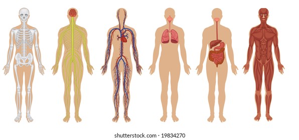 Six of the main human body systems - high detail