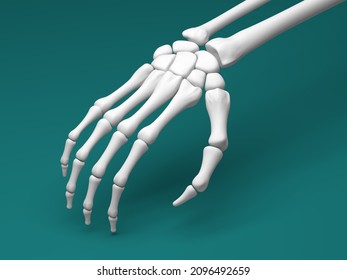 The Skeletal Hand. 3D Illustration.