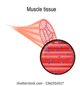 Skeletal Muscle. Tissue And Fiber. Part Of The Biceps And Close-up Of Muscle Fibers. Illustration For Biological, Medical, Science And Educational Use. 