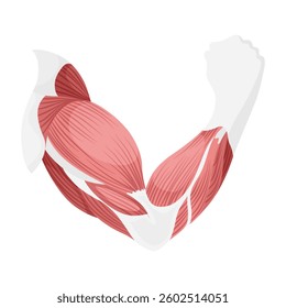 Skeletal muscle tissue with specific function. Medical poster design illustration. Science educational symbol