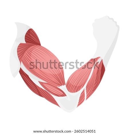 Skeletal muscle tissue with specific function. Medical poster design illustration. Science educational symbol