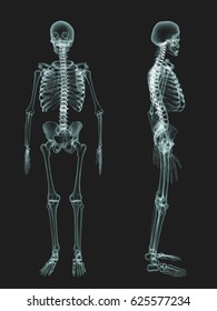 Skeletal Survey X-ray,  Anatomy Bone, 3d Illustration, Xray Skeletons, Full Body, Green X Ray Film.