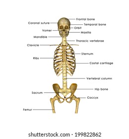 135 Xray skeleton sit Images, Stock Photos & Vectors | Shutterstock