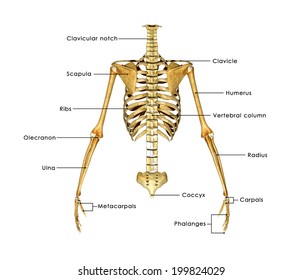 Skull Rib Cage Stock Illustration 199488119 | Shutterstock