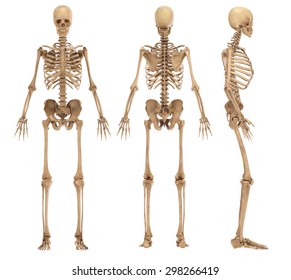 Esqueletos Humanos Images Stock Photos Vectors Shutterstock