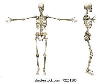 Skeleton 3d Render Stock Illustration 72251185 | Shutterstock