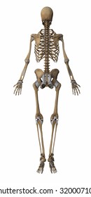 Skeleton Anatomy Map Stock Illustration 320007101 | Shutterstock