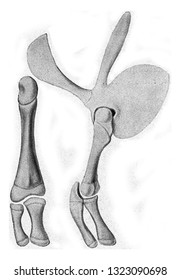 Skeleton Of The Anterior And Posterior Members Of The Salamander, Vintage Engraved Illustration. From The Universe And Humanity, 1910.
